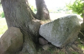 En randsten syd for kammeret samt et stort afkløvet stykke fra dækstenen er overvokset af egetræet.