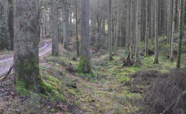 Hulvejssporene ligger parallelt med nutidens skovvej ved Harbovad.