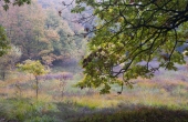 10: I efteråret byder skovens mange farver også på en fin oplevelse af Stenholt Krat.