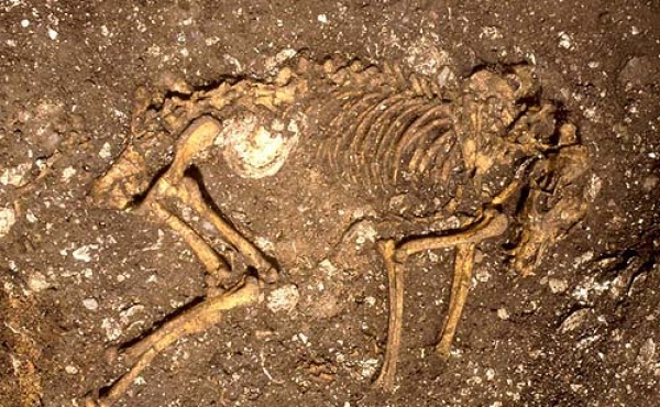 Skelettet i en af de to velbevarede hundegrave på Nederst-bopladsen. (Foto DJM)