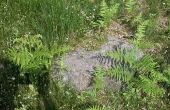 Rydningsrøserne indeholder afrømmede sten fra markerne, men kan også indeholde begravelser og daterende oldsager.