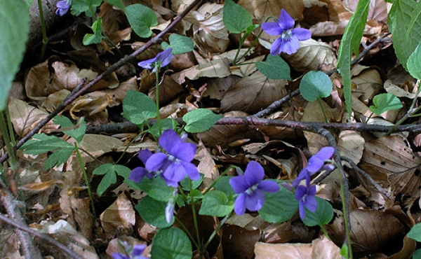 7: Blå viol - en af mange smukke og kalk-krævende planter som gror på køkkenmøddingen.